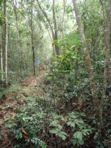 Jungle - Cu Chi Jungle