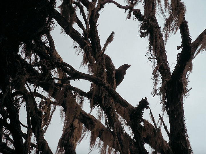 Image of the shadow of a bird in a tree